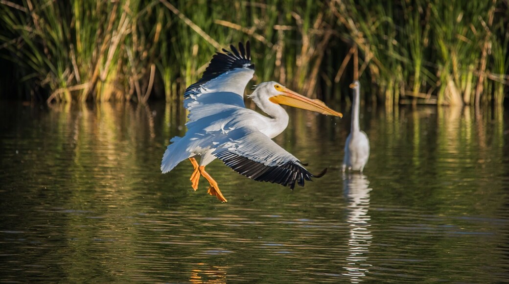 Pelican shot at Gilbert water ranch. Been seeing a lot of them lately. #wildlife