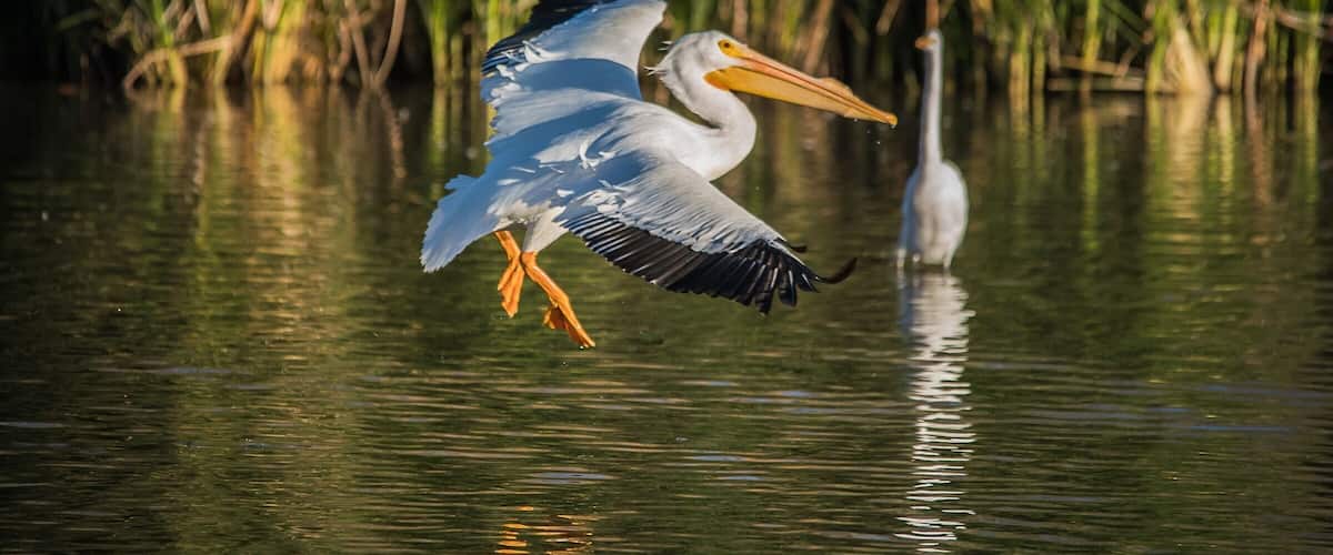 Pelican shot at Gilbert water ranch. Been seeing a lot of them lately. #wildlife