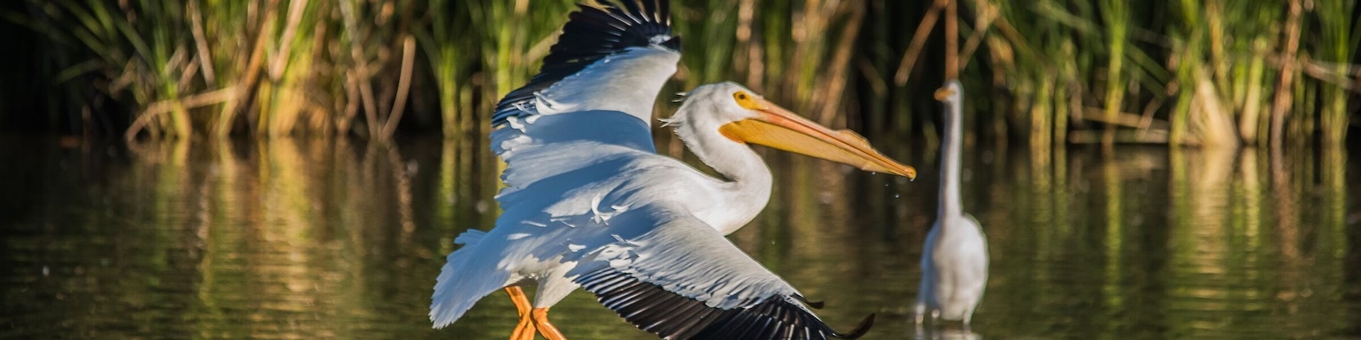 Pelican shot at Gilbert water ranch. Been seeing a lot of them lately. #wildlife