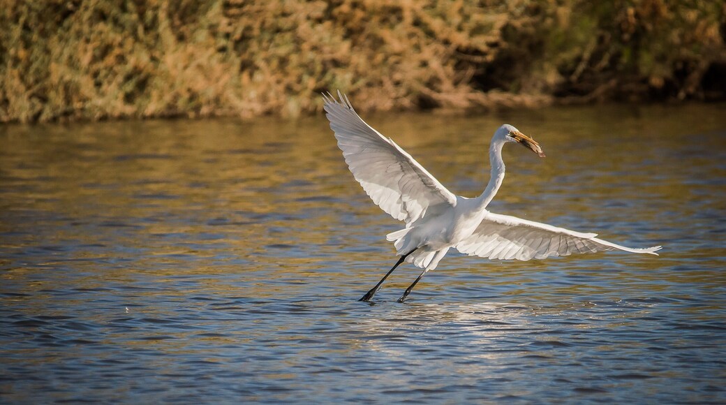 Great egret shot at Gilbert water ranch getting his breakfast on.