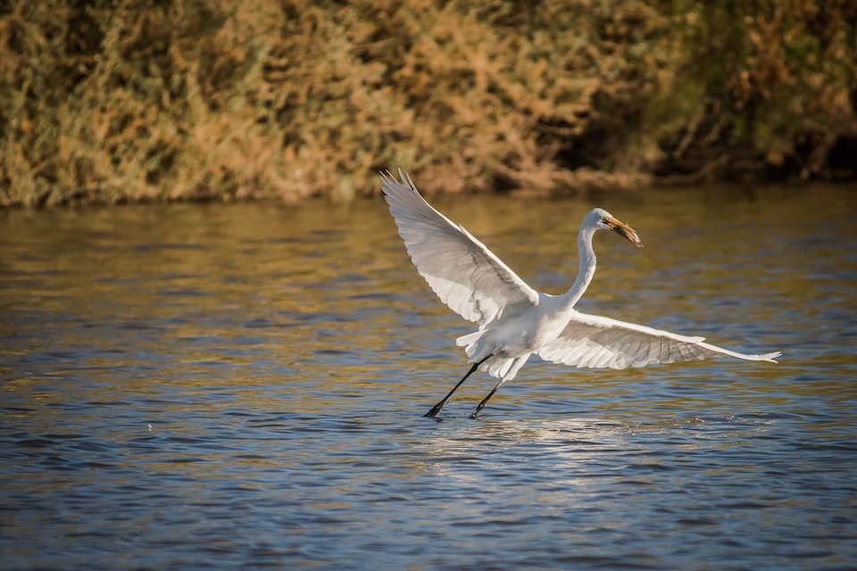 A white egret standing in water with its wings spread.
