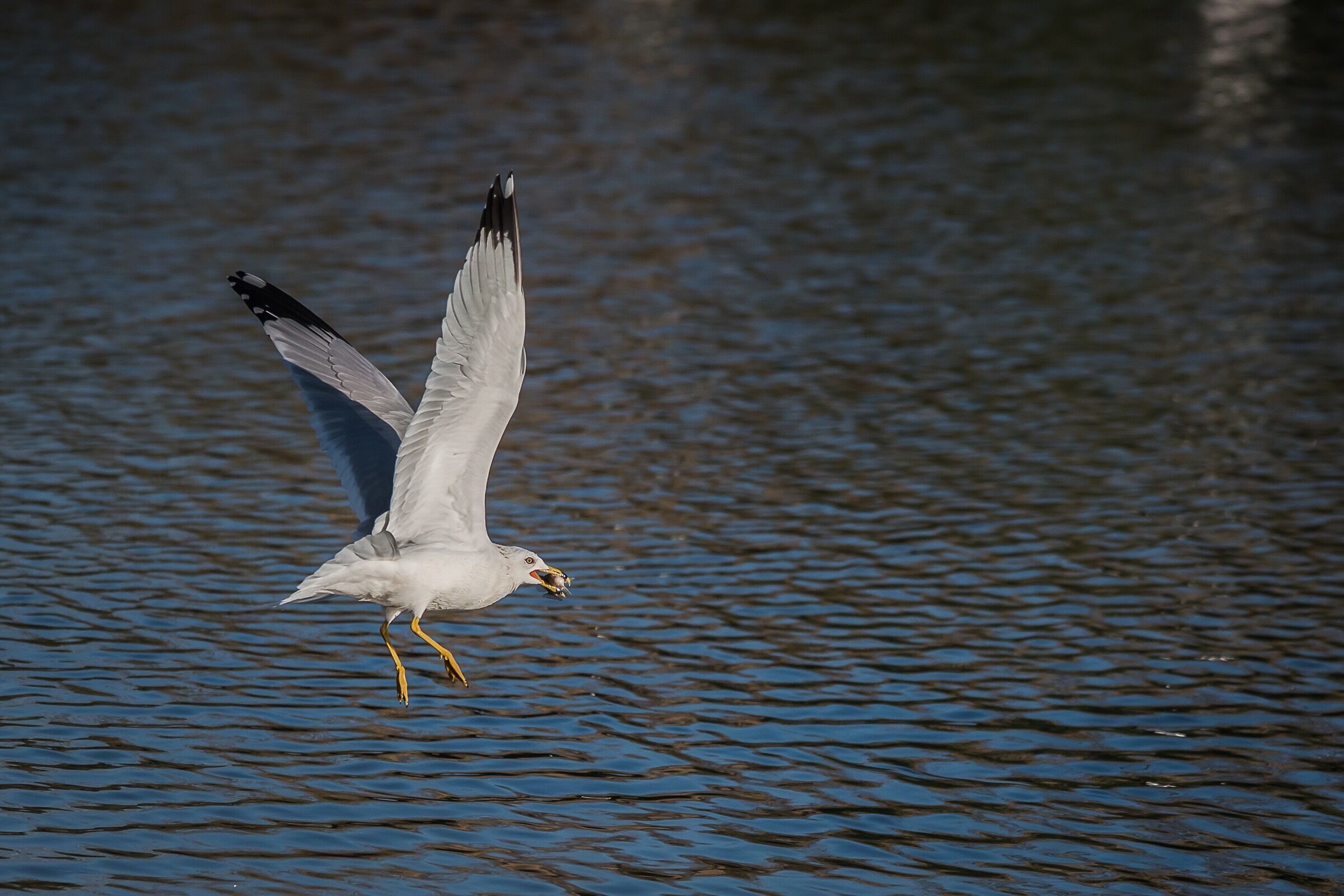 A gull getting his breakfast. What is funny this guy would catch a fish and fly off then come back 5min later. I don’t even know how many times he was doing this but was awesome to watch #wildlife