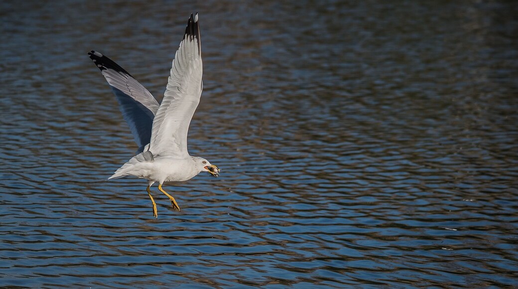 A gull getting his breakfast. What is funny this guy would catch a fish and fly off then come back 5min later. I don’t even know how many times he was doing this but was awesome to watch #wildlife