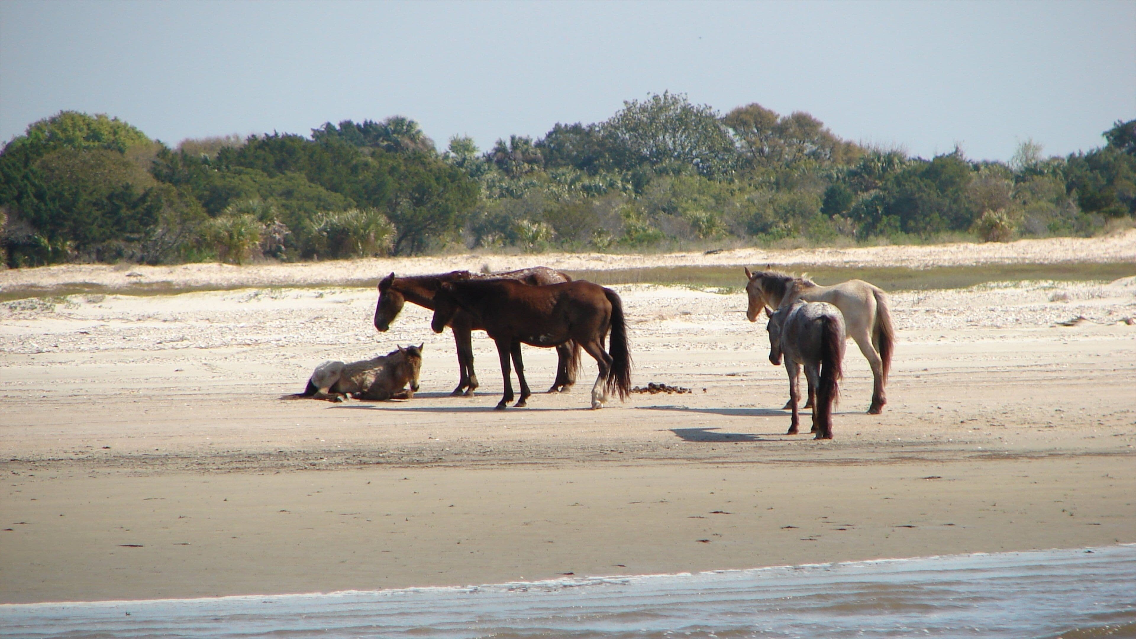 Amelia Island which includes land animals and a beach