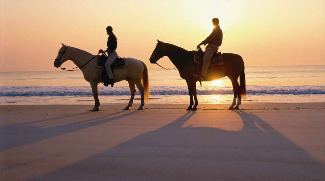 Amelia Island which includes horse riding, a sunset and a sandy beach