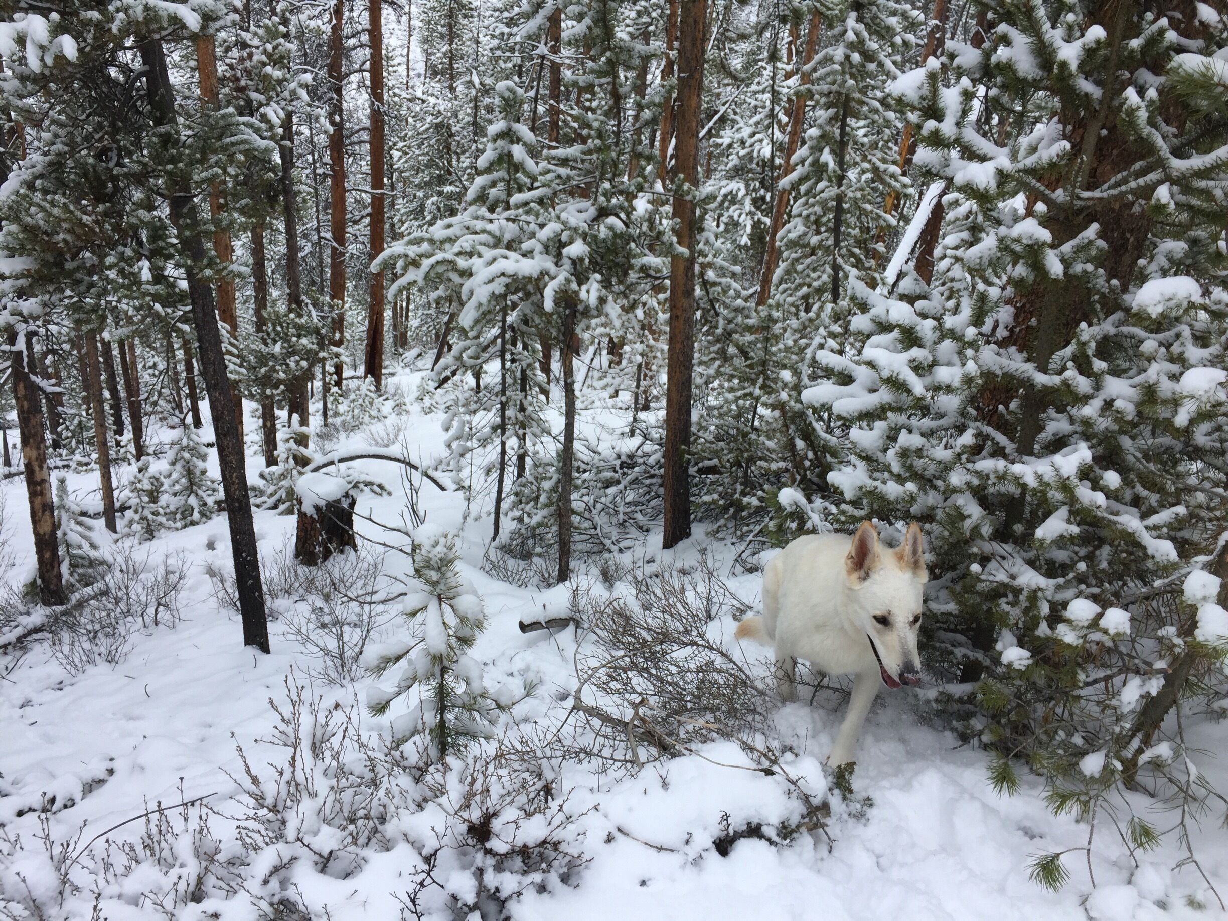 My hiking buddy on the trails playing in fresh powder. This hike was magical!