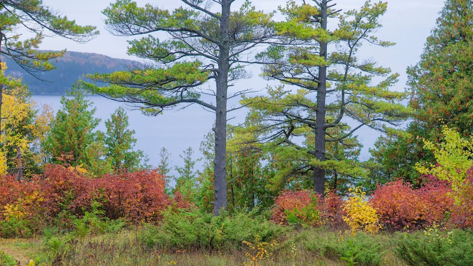A forest with autumn foliage and a lake in the background.