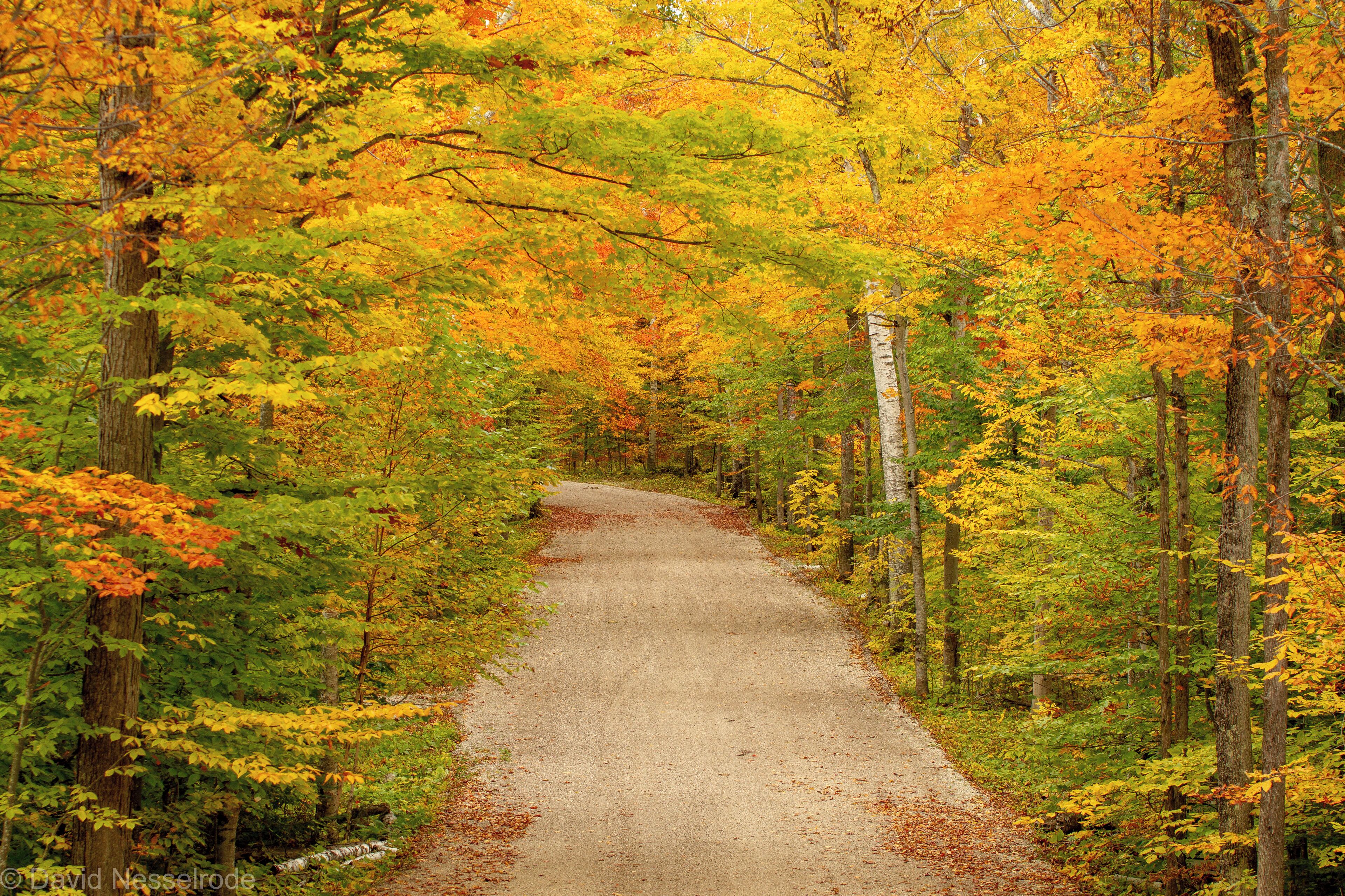 A forest road surrounded by autumn foliage.