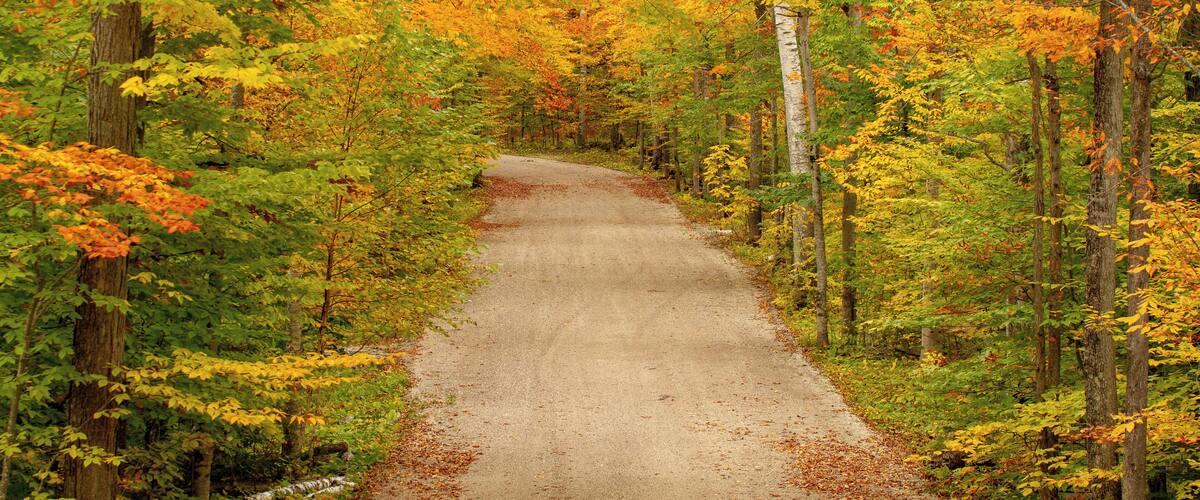A forest road surrounded by autumn foliage.