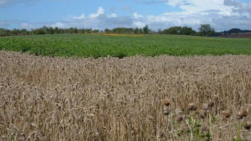 Farmland near Charingworth. Looking north over the fields from the top of Goose Hill.