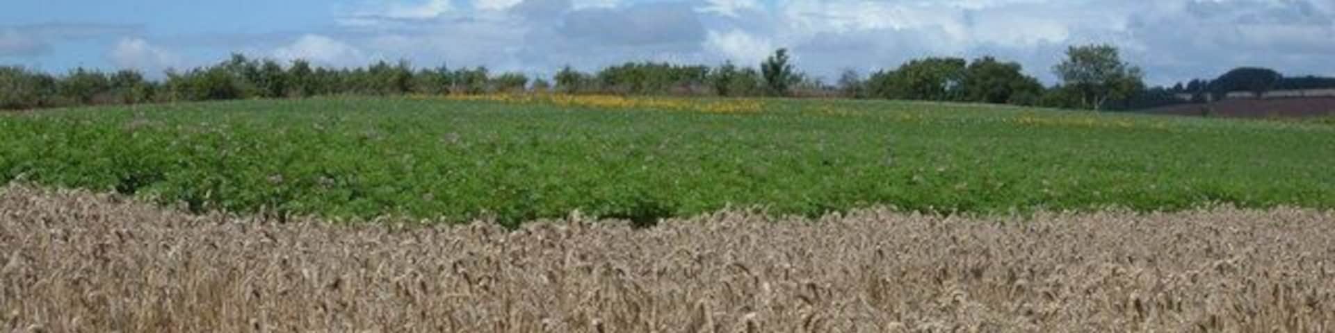 Um campo de trigo dourado com um campo verde ao fundo e um céu nublado.