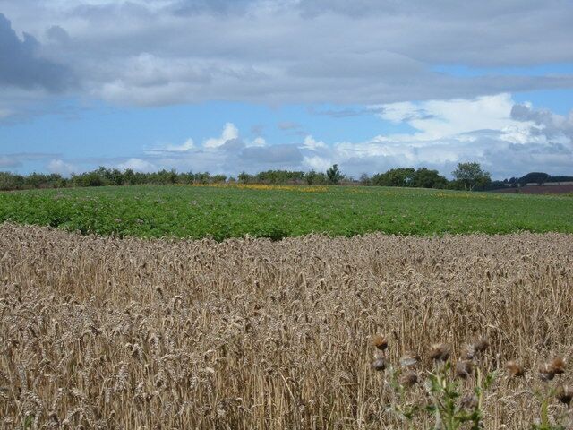A field of mature wheat with a green field in the background and a cloudy sky.