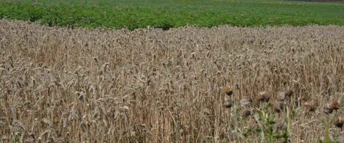 A field of mature wheat with a green field in the background and a cloudy sky.
