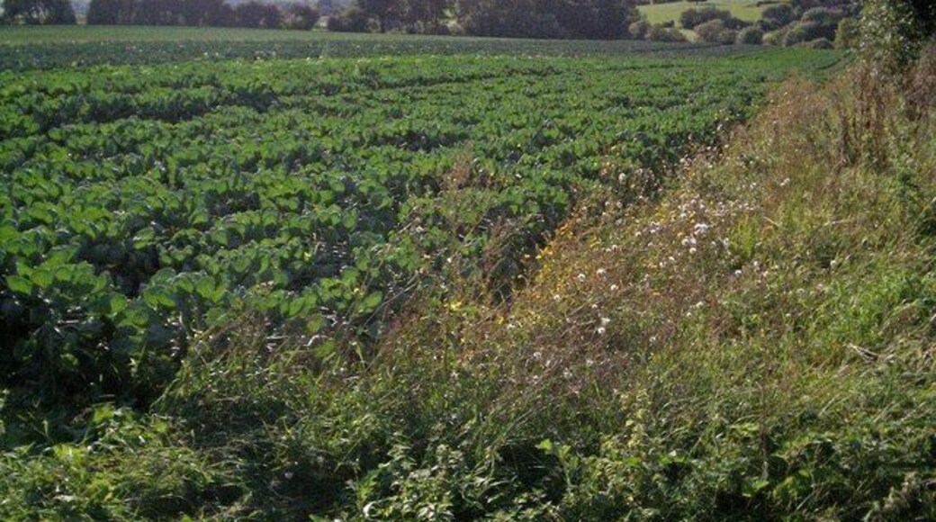 Soon be Christmas. Brussels sprouts, with other brassicas beyond. Taken from the track opposite (across the B4035 from) Oxway Farm.