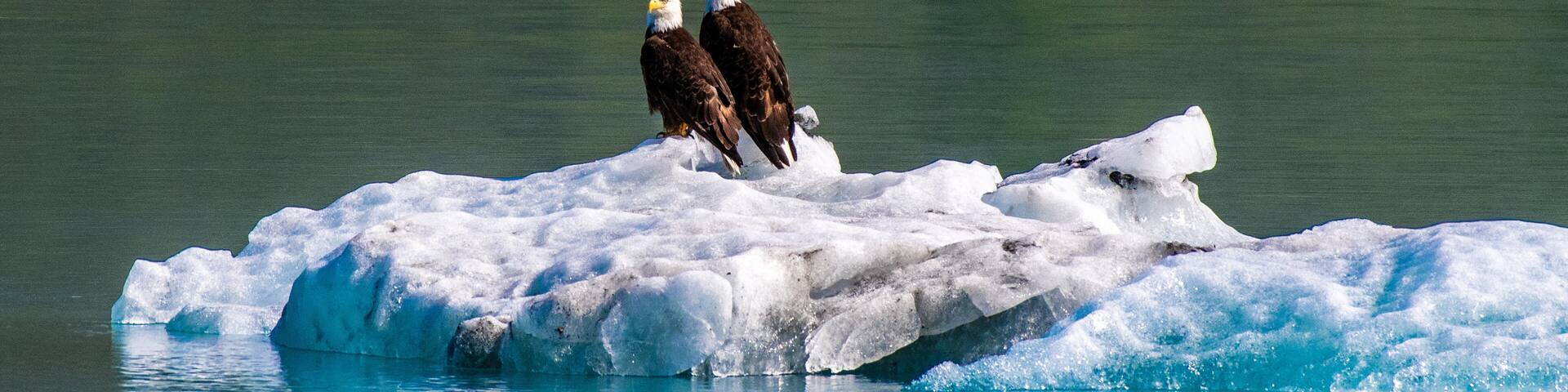 Eagles on ice: A bald eagle couple perched on an iceberg in an Alaskan fiord
