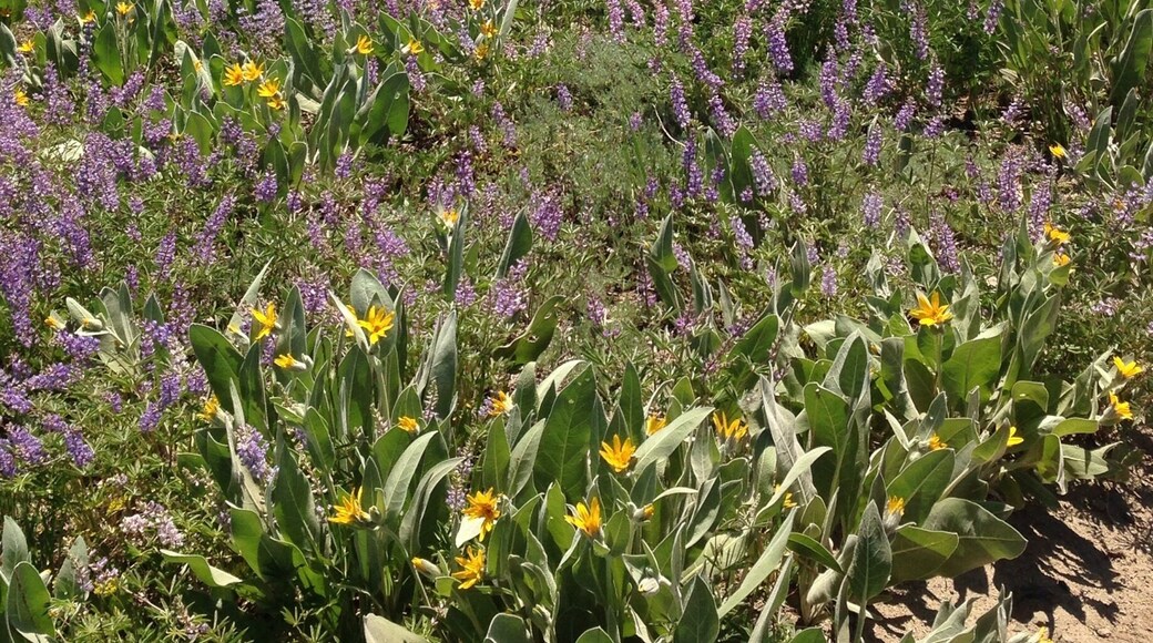 Top of the ski area.