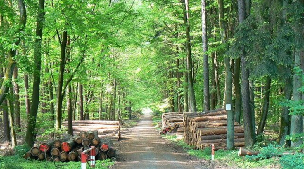 Track through the forest