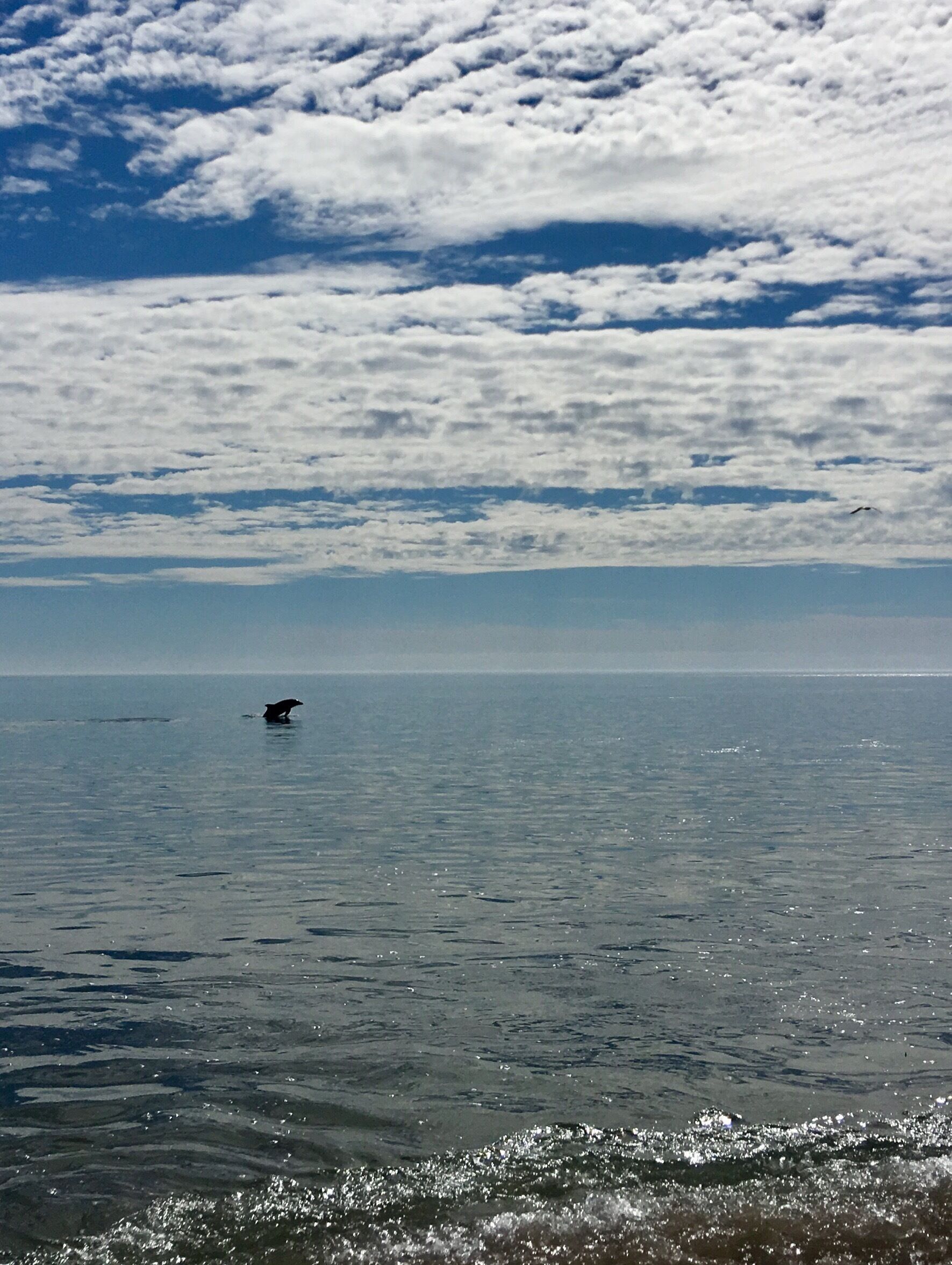 Beach walk in San Carlos, Mexico.
School of dolphins we’re visible near the shore line.
#beach #nature #Mexico
(Feb 2018)