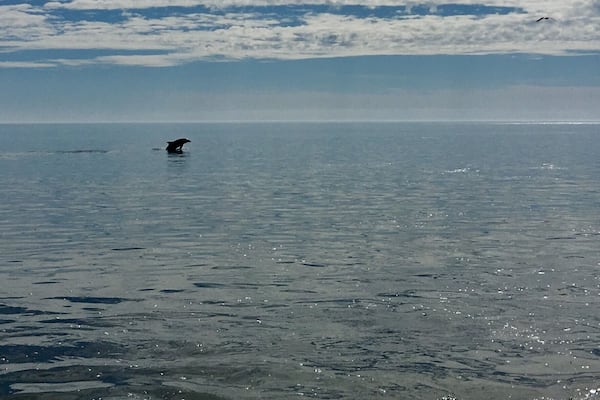 Beach walk in San Carlos, Mexico.
School of dolphins we’re visible near the shore line.
#beach #nature #Mexico
(Feb 2018)
