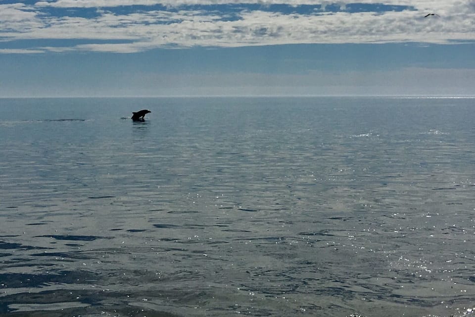 Un océano extenso con un ave volando sobre el agua.