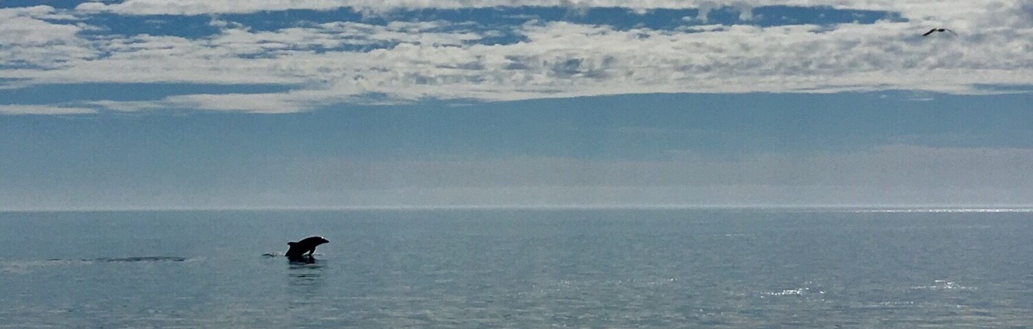 Beach walk in San Carlos, Mexico.
School of dolphins we’re visible near the shore line.
#beach #nature #Mexico
(Feb 2018)