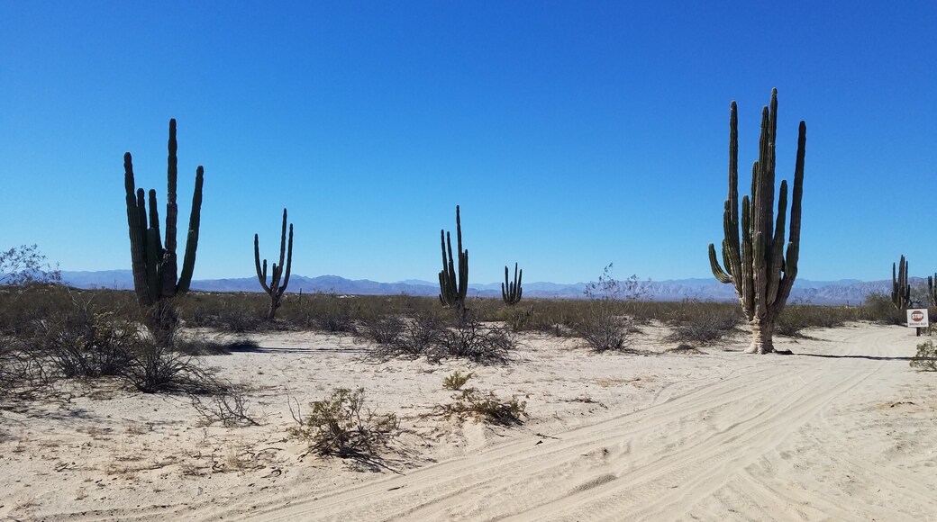 The Valle De Los Gigantes (Valley of the Giants) features the world's largest forest of cardón cacti, the tallest growing cactus in the world. The massive cardóns are only found in Baja California and Sonora, Mexico, and are capable of growing to heights of well over 60 feet and can weigh up to 25 tons. These slow growing plants also have an equally impressive lifespan, often reaching ages of up to 300 years. Valle De Los Gigantes is a short drive south of San Felipe, Mexico, an easy day trip into the desert.
#outdoors #desert #cactus #Baja #Mexico