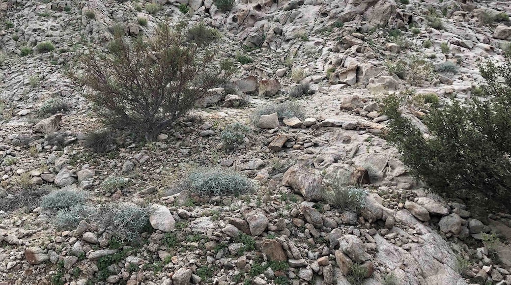 Misty morning in the desert