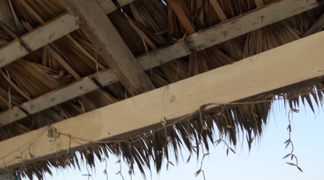 La Palapa Playa #nofilters