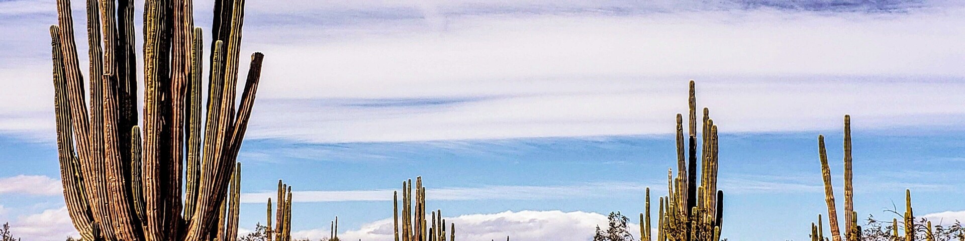 Some big guys 🌵 #mexico #bajacalifornia #baja #cactus #desert #adventure #greatoutdoors