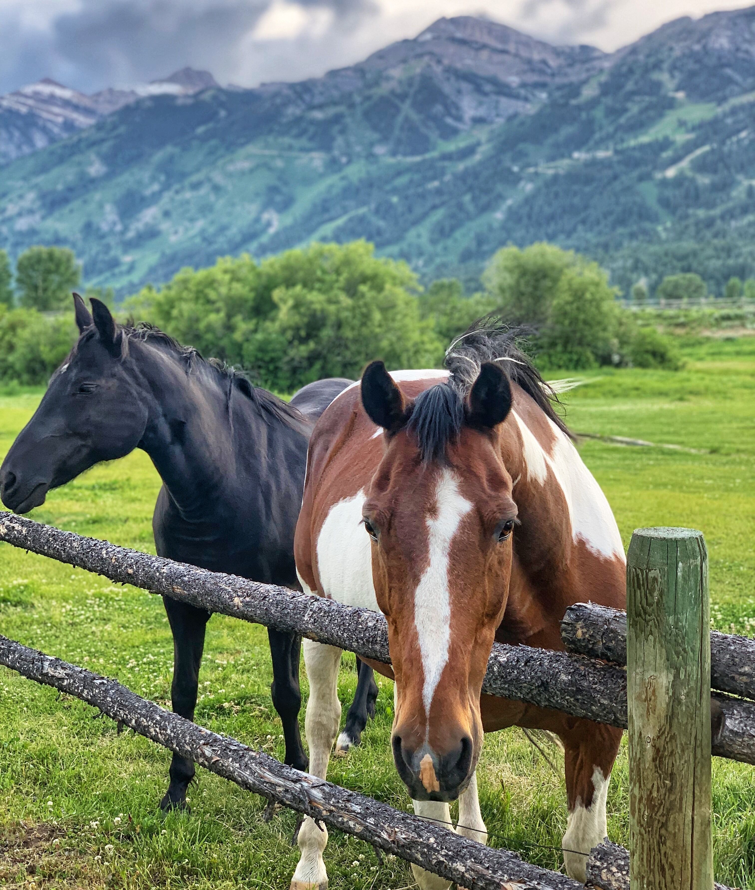 Two horses behind a wooden fence in a grassy field with mountains in the background.