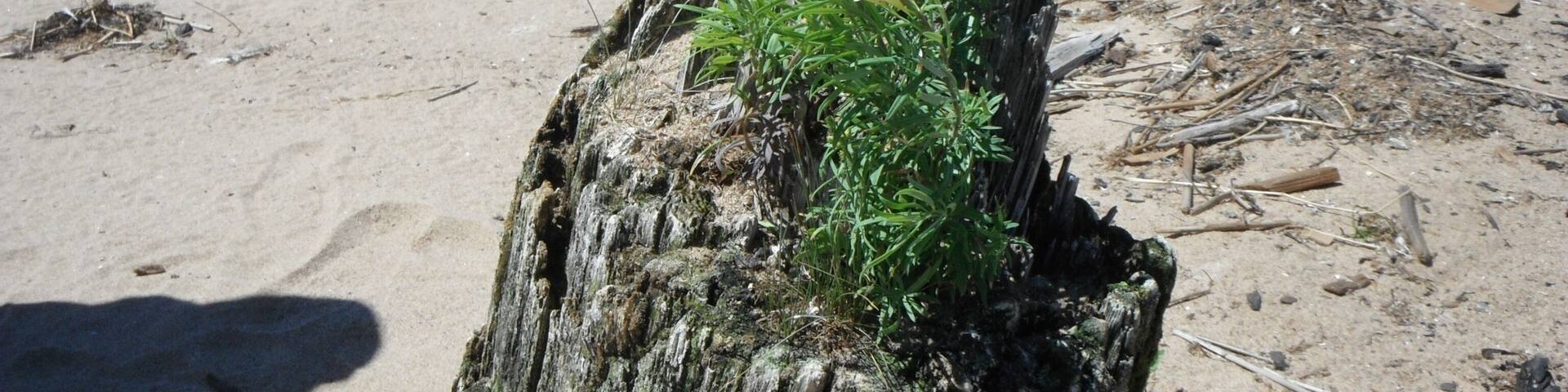 A couple of small flowers chose this stump on the shoreline of Lake Michigan to be their home.