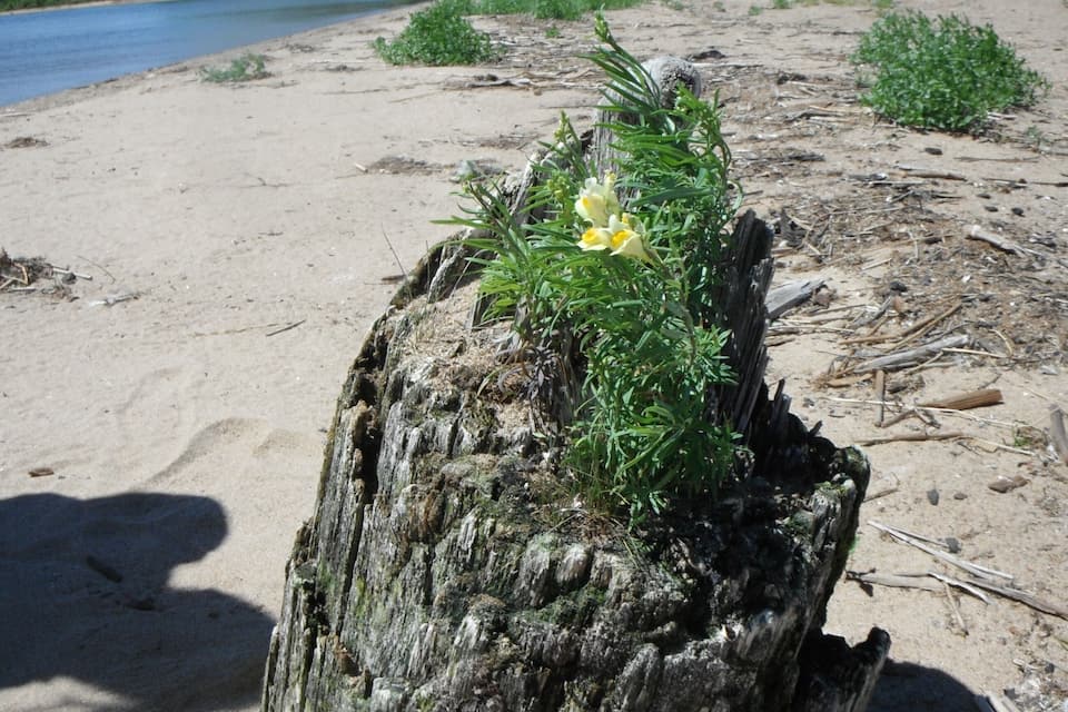 A sandy beach with a tree stump covered in green vegetation and yellow flowers.