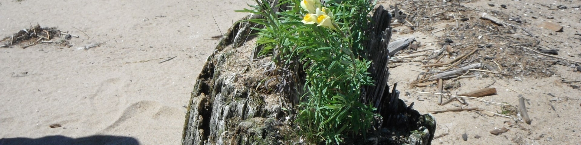 A couple of small flowers chose this stump on the shoreline of Lake Michigan to be their home.