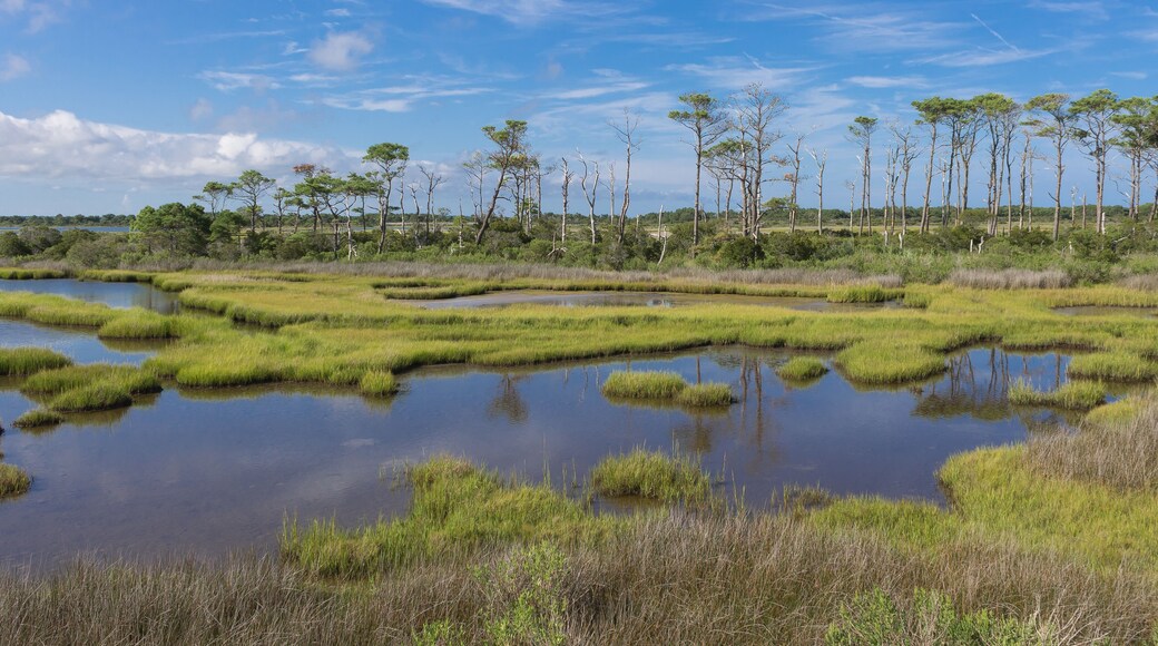 The wetlands of Assateague Island, part of the US National Park Service, in the Summer