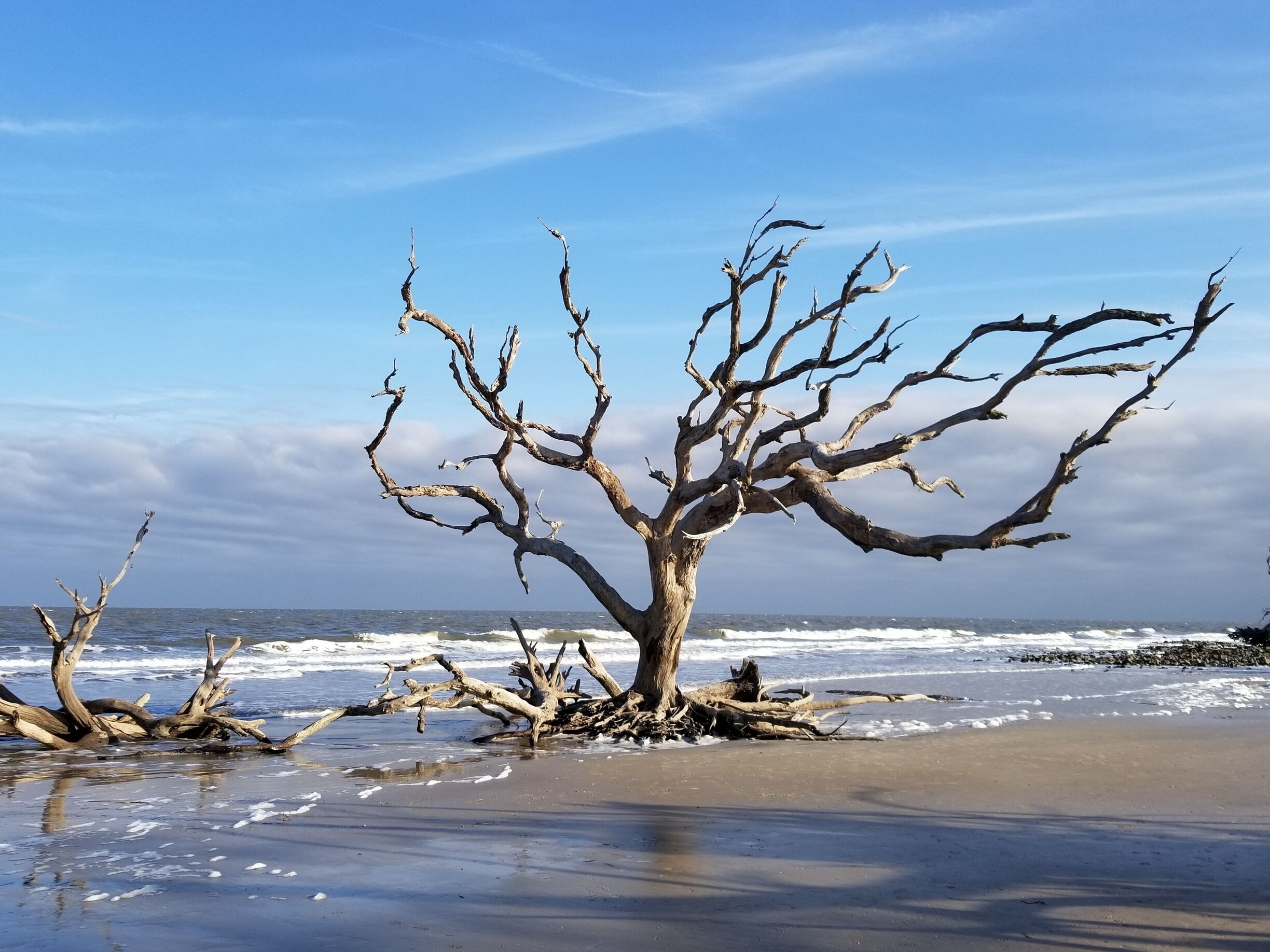 A dead tree on a beach with waves crashing in the background.