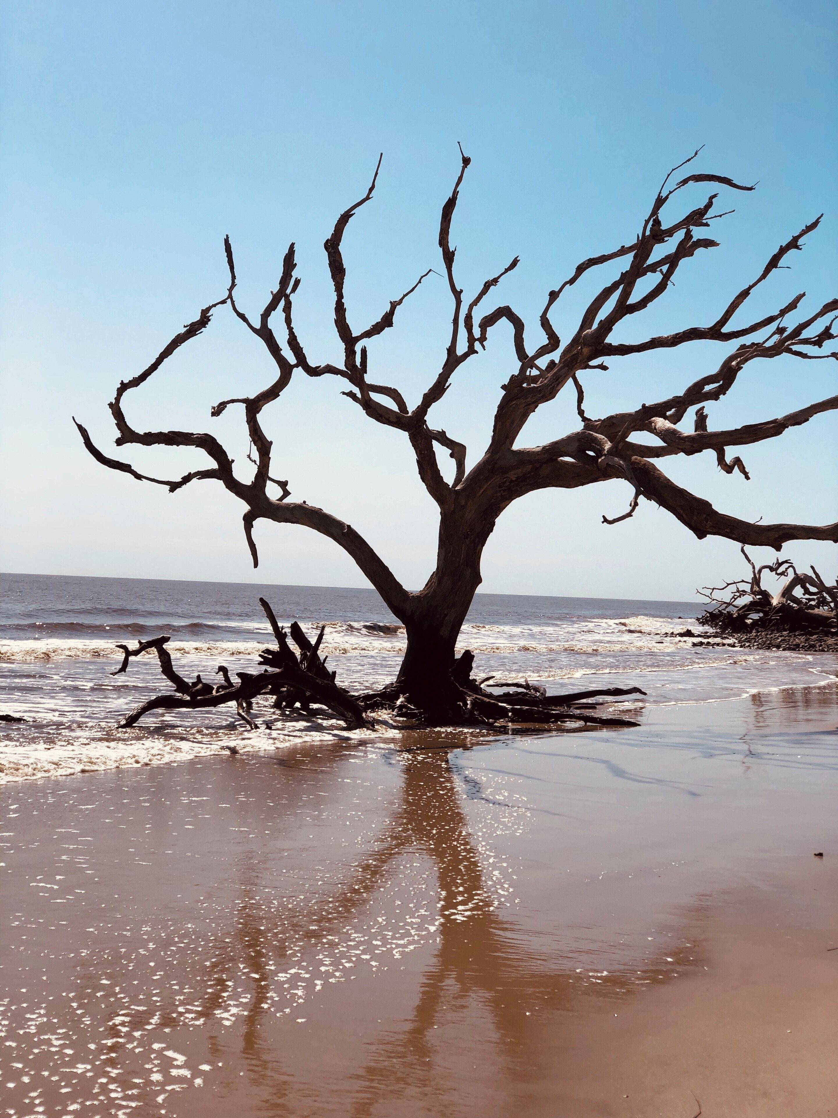 A leafless tree on a beach with the ocean in the background.