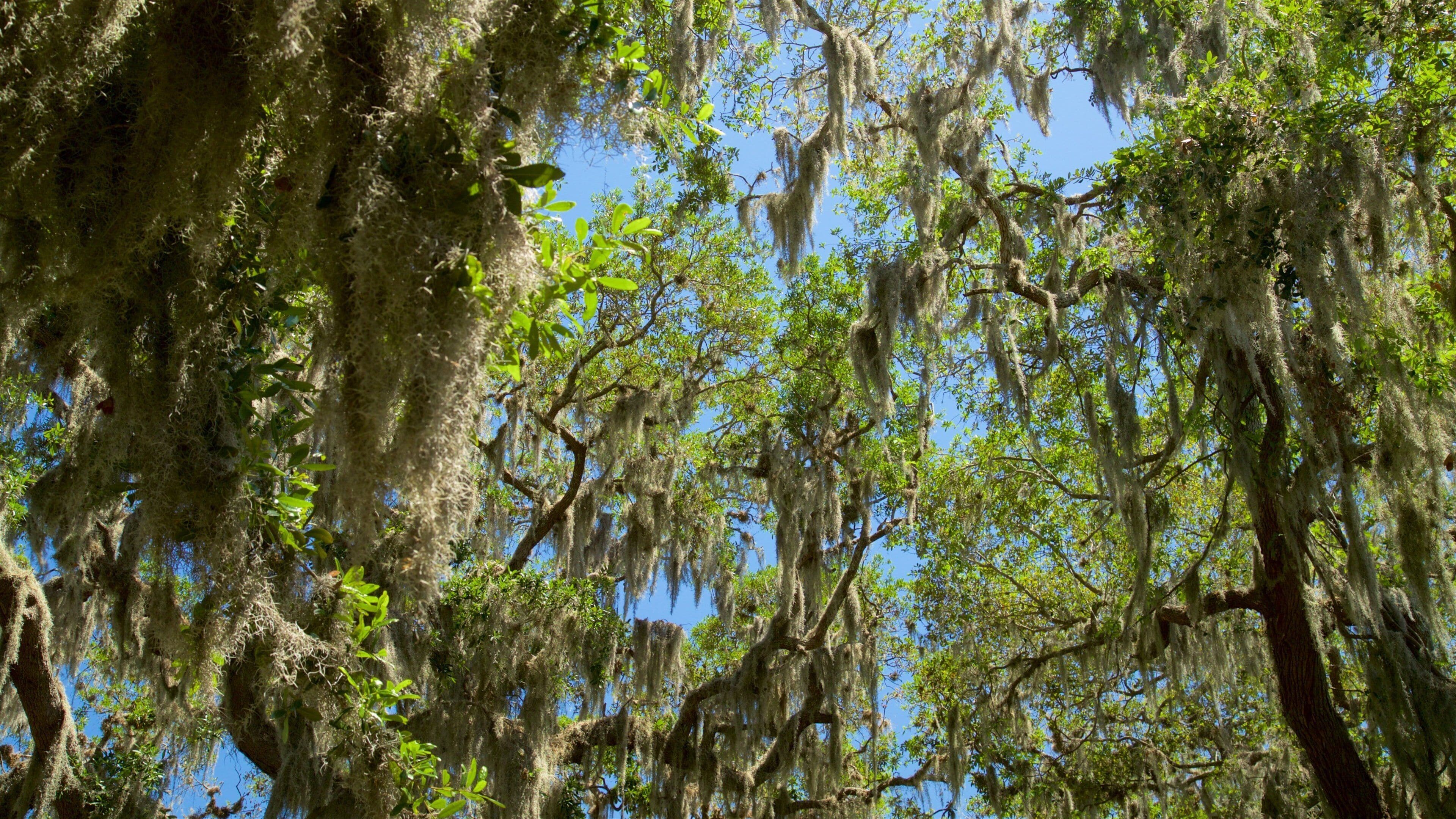 Jekyll Island featuring a garden