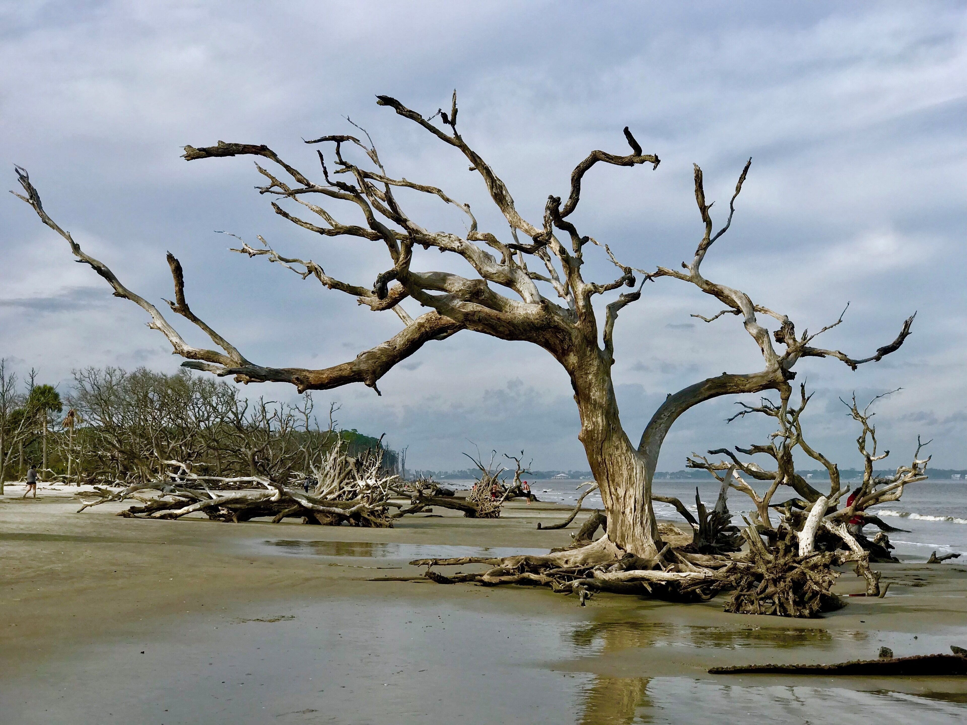 Affectionately and appropriately  called “The Boneyard”.

Such an interesting place to wander around.