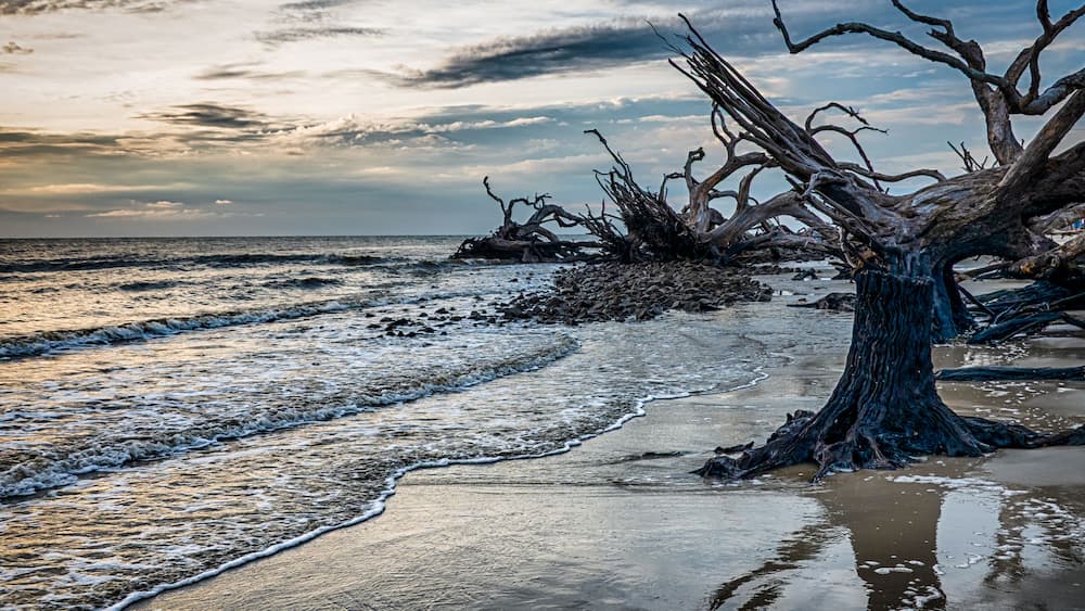 A beach with a fallen tree, waves, and a cloudy sky.