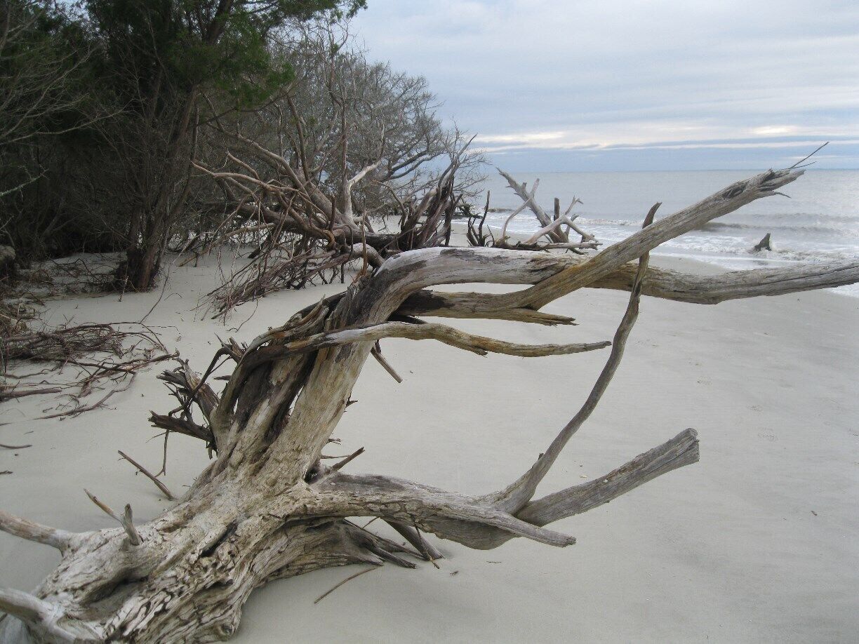 Beautiful driftwood formations reached from the St Andrews picnic area, on southern end of Jekyll Island.