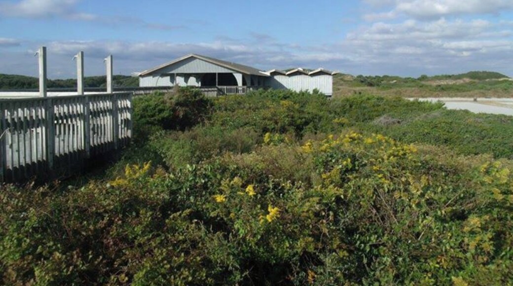 Birdwatching and wildflowers adorn the dunes.