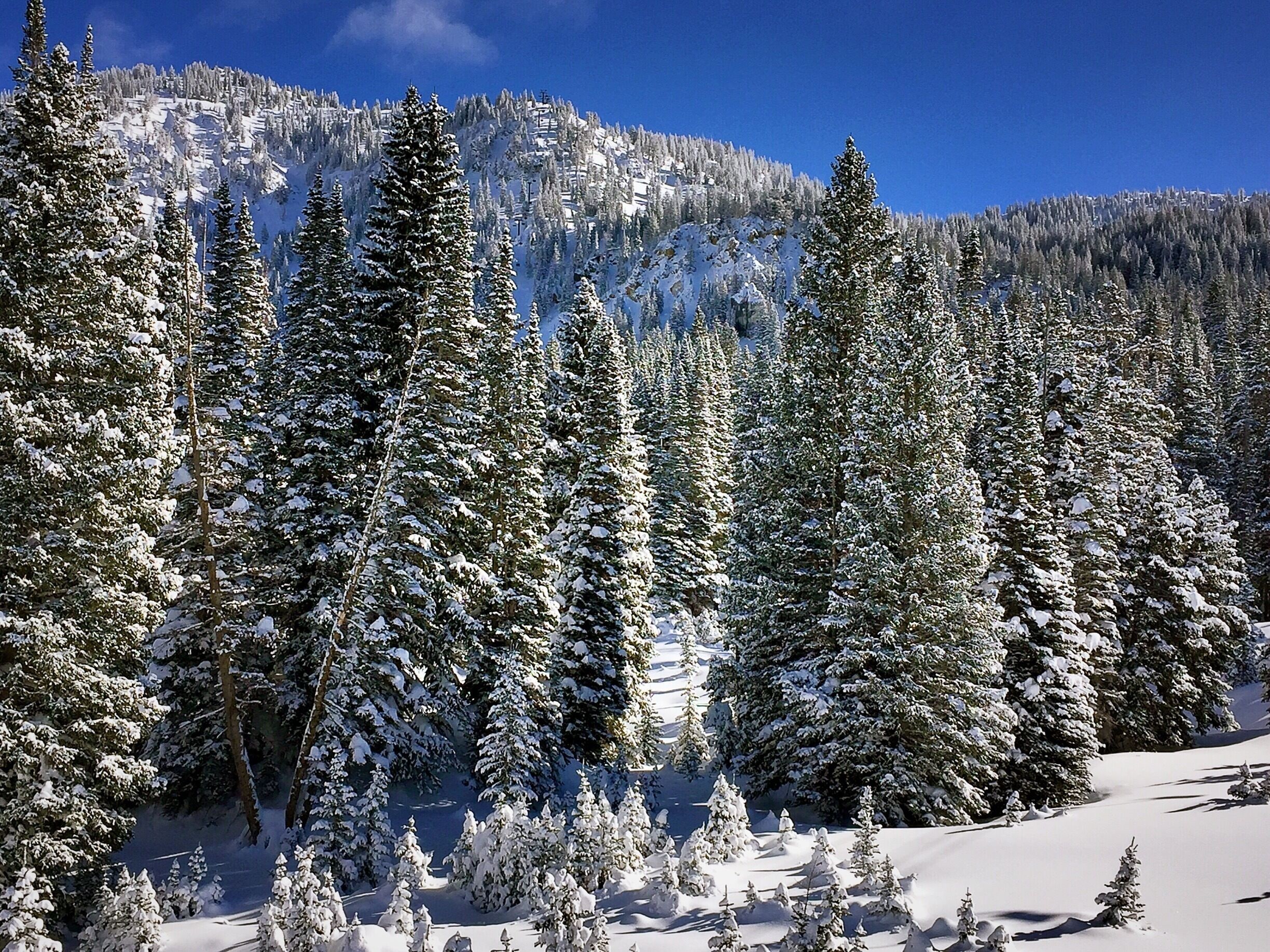 A winter scene captured while skiing at Alta Ski Resort,Utah
#Blue #bestof5