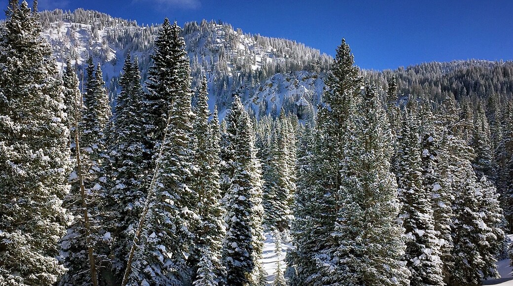 A winter scene captured while skiing at Alta Ski Resort,Utah
#Blue #bestof5