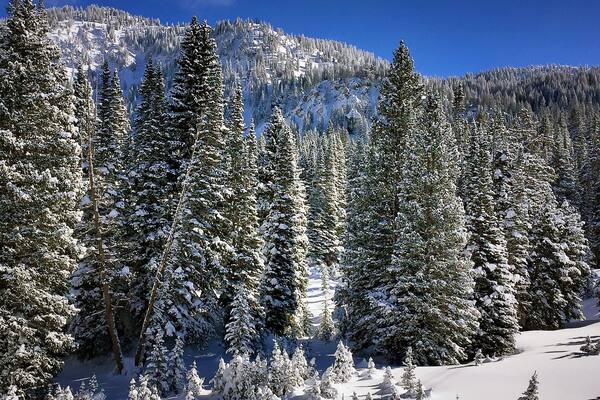 A winter scene captured while skiing at Alta Ski Resort,Utah
#Blue #bestof5