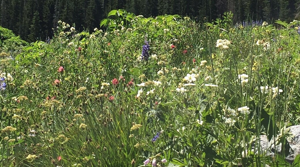 Along the hike to Cecret Lake. Wildflowers were insane. Late July.