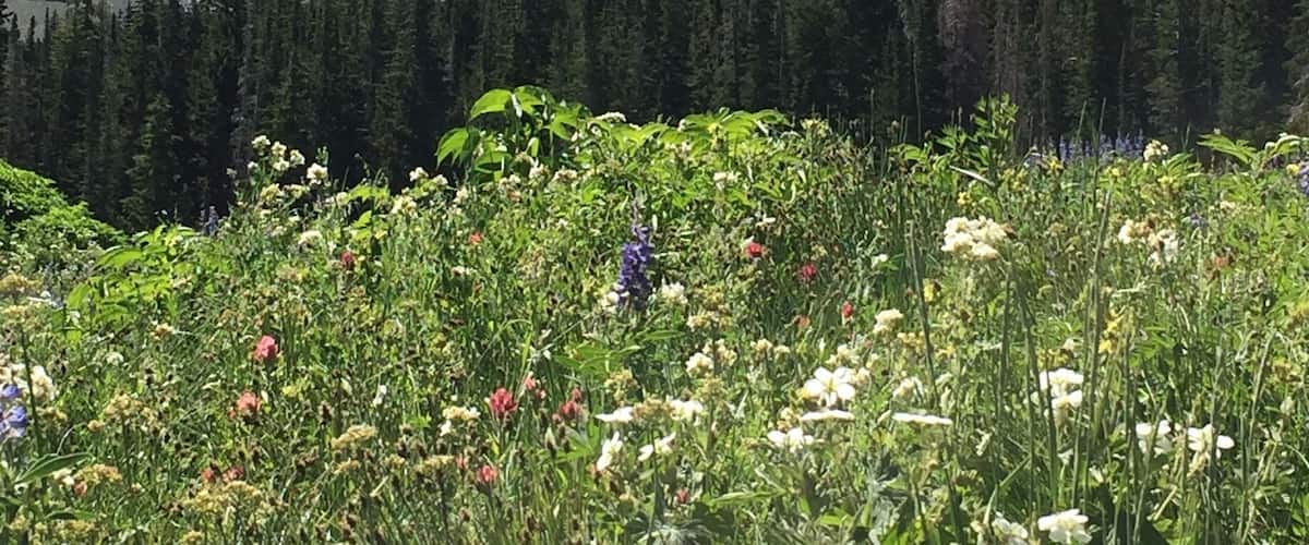 Along the hike to Cecret Lake. Wildflowers were insane. Late July.