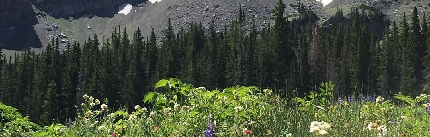 Along the hike to Cecret Lake. Wildflowers were insane. Late July.