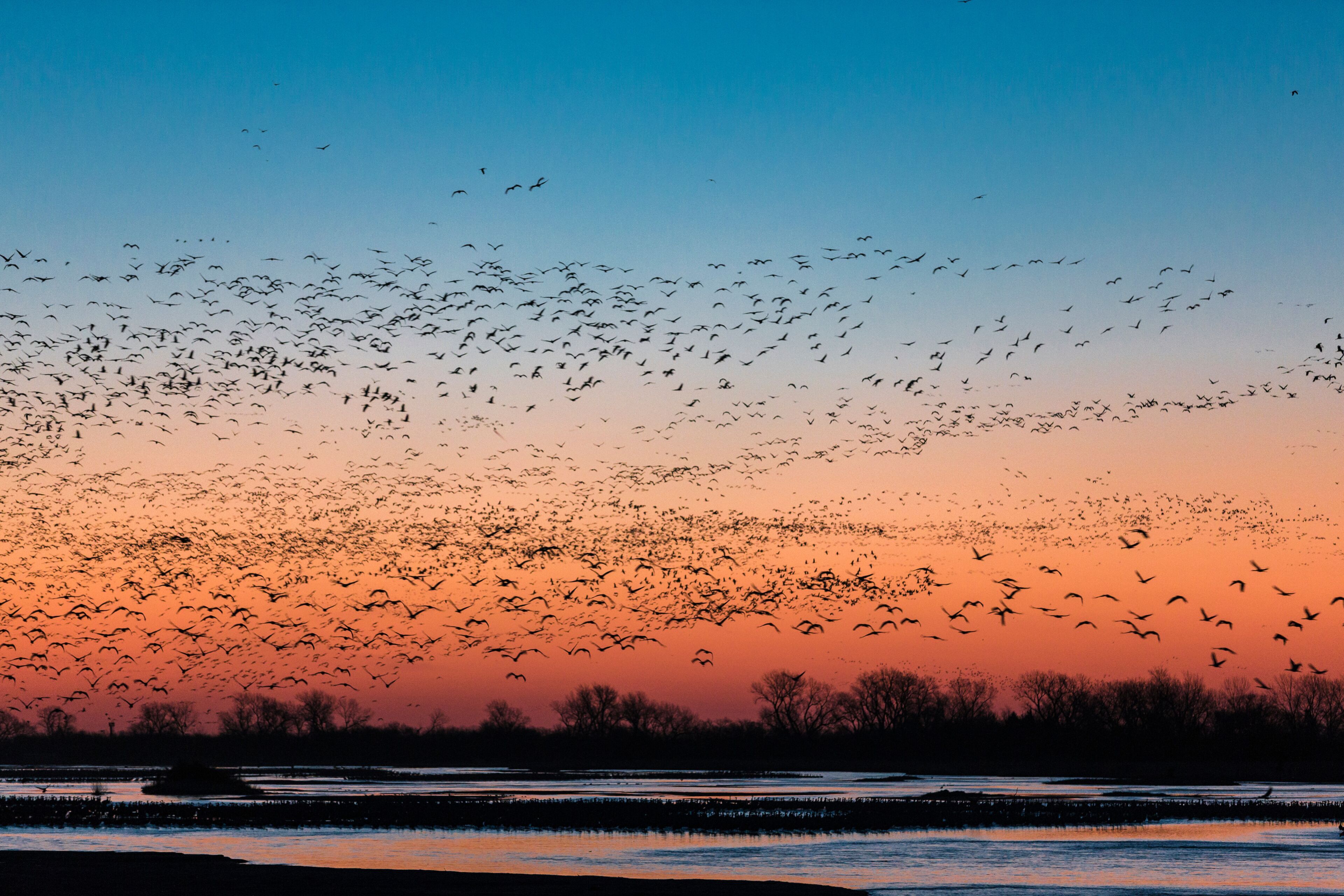A flock of birds flying over a body of water during sunset.