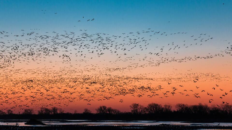 A flock of birds flying over a body of water during sunset.