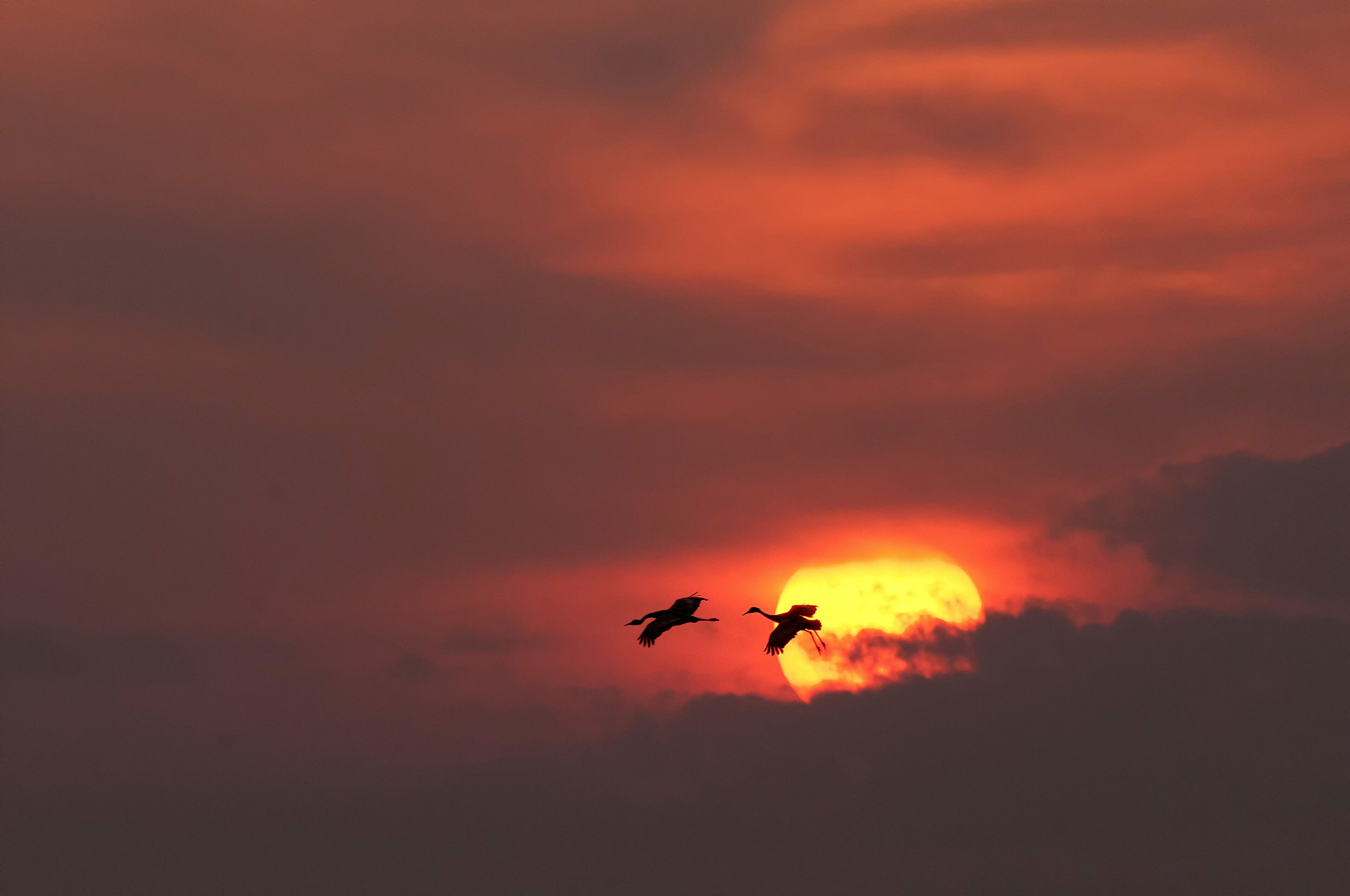 A sunset with two birds flying in silhouette against a vibrant sky.